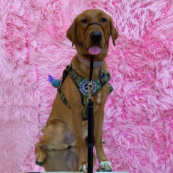 Meet your Posher, Jessa - Picture 3 of 3